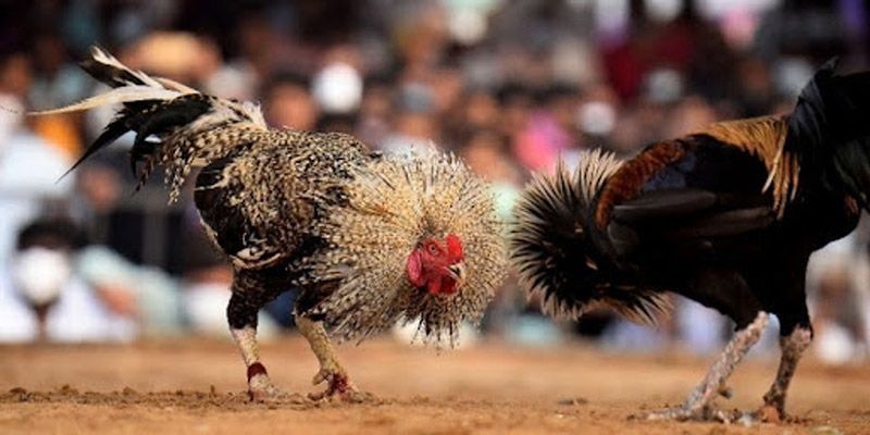 Nhà cái S66 là điểm đến uy tín để xem đá gà